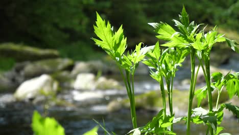 Hermoso-Primer-Plano-De-Una-Planta-Verde