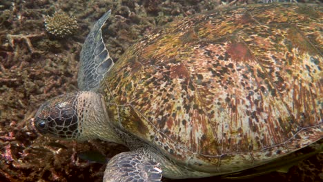 close up of huge female old big sea turtle swimming in deep blue ocean among coral reef, feeding on corals. close up. ocean wildlife