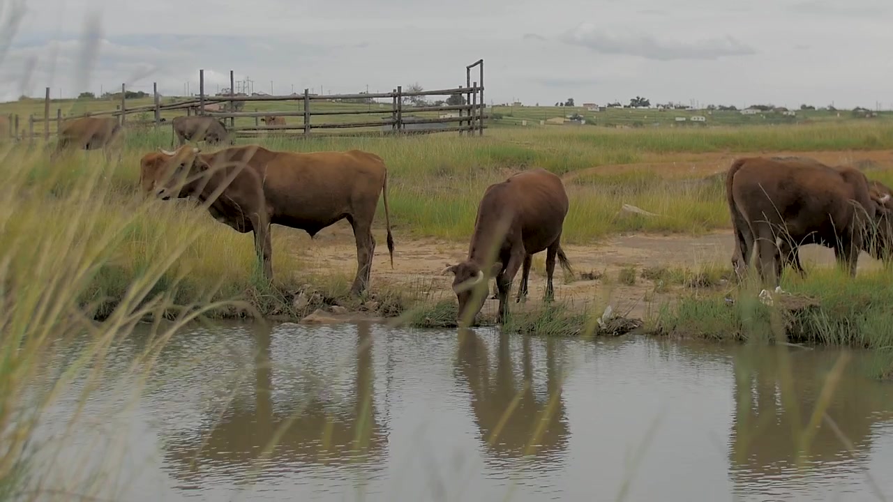 Kor som betar och dricker vatten från naturligt sötvatten på en lantgård
