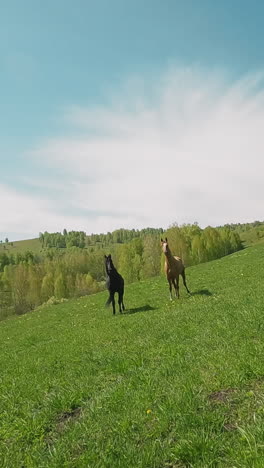 dedicated farm horses of light and dark coat stand on green hill slope field first point view. purebred healthy equine creatures graze in wilderness slow motion