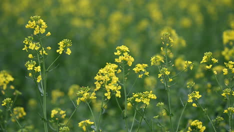 close up footage of blooming rape land in countryside