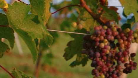 Uvas-De-Bodega-Todavía-En-La-Vid-A-Cámara-Lenta