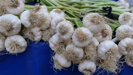 fresh garlic bunches