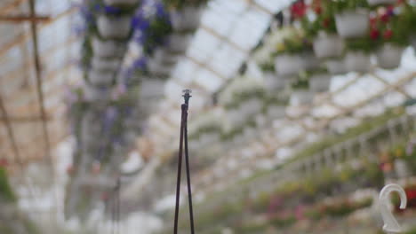 rotational irrigation system in professional greenhouse