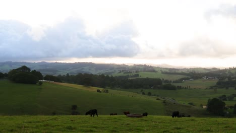 cows roam and graze in a peaceful field