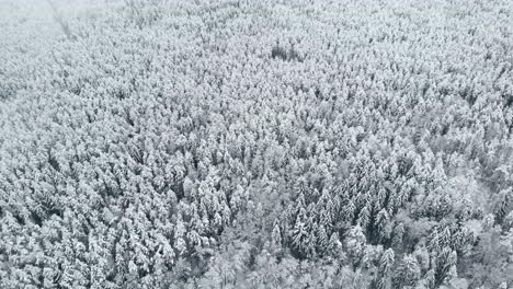 Aerial-view:-winter-forest.-Snowy-tree-branch-in-a-view-of-the-winter-forest.-Winter-landscape,-forest,-trees-covered-with-frost,-snow.