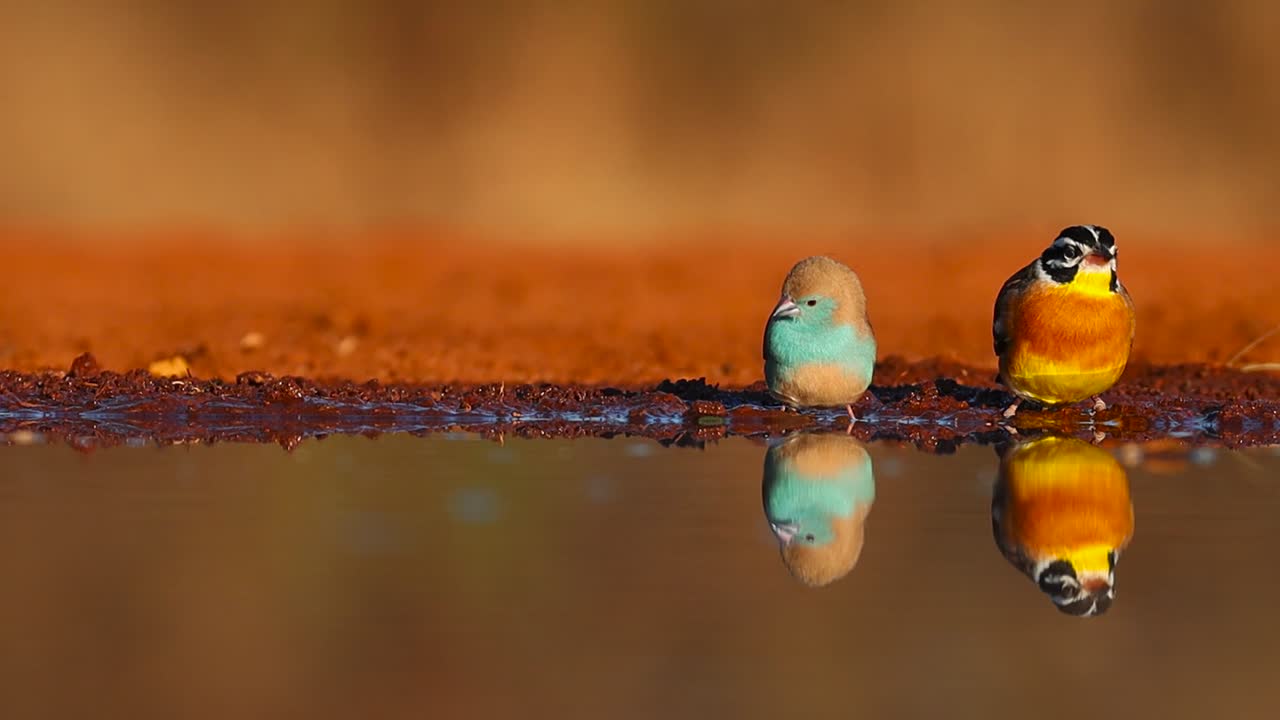 A wide shot of Blue Waxbills and a Golden-breasted Bunting and their reflections while drinking, Greater Kruger