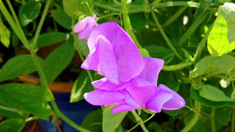 close-up of an everlasting sweetpeaa flower in an english garden