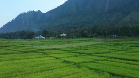 aerial drone flyover of rice terraces at the foot of mountains on samosir island in north sumatra, indonesia