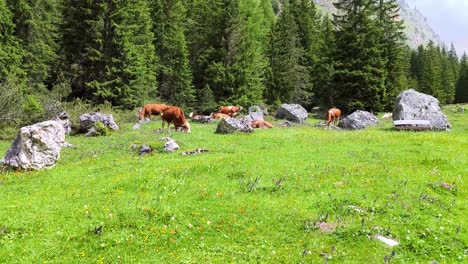 cows grazing in an alpine meadow