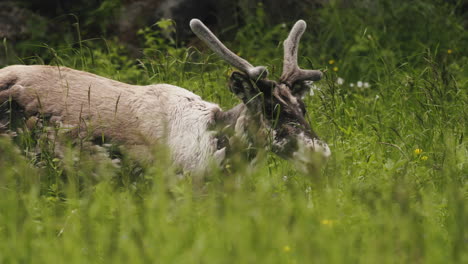 reindeer-walking-by-a-grassy-field-during-summer-time