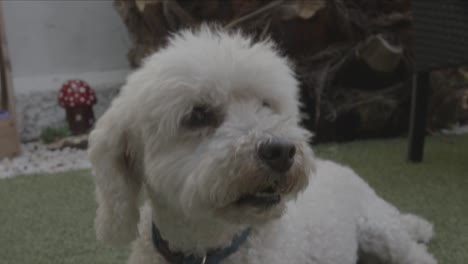 perro caniche blanco con la boca abierta