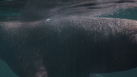 slow motion of patagonian sea lion swimming underwater