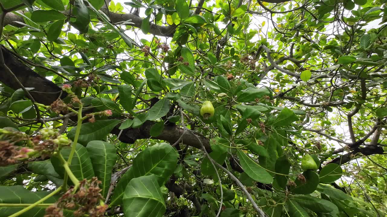 A cashew nut tree with ripe fruits hanging from branches, surrounded by lush green leaves in Phuket, Thailand