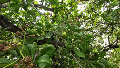a cashew nut tree with ripe fruits hanging from branches, surrounded by lush green leaves in phuket, thailand