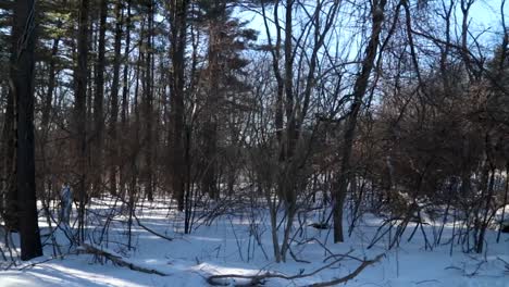 Eine-Horizontale-Pfanne-Mit-Schneebedeckten-Waldsträuchern-In-Einem-Stadtpark-Direkt-Neben-Einer-Kleinen-Landstraße