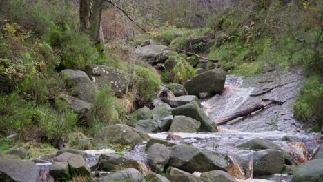 Calm,-soothing-autumn-and-winter-forest,-a-gentle-stream-along-the-riverbank,-golden-oak-trees,-and-falling-bronze-leaves