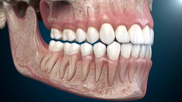 Animazione medica 3D della struttura della mascella e dei denti umani