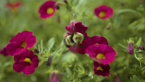 bumblebee collects nectar and pollen from two flowers