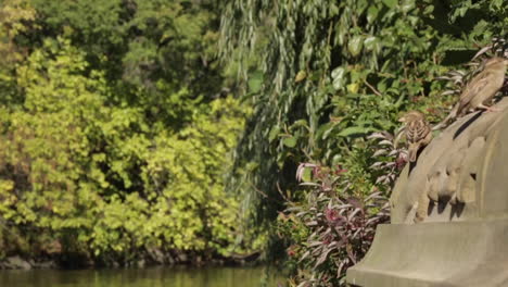 bird flies onto ledge to join friend, next to a pond in a city park, slow motion