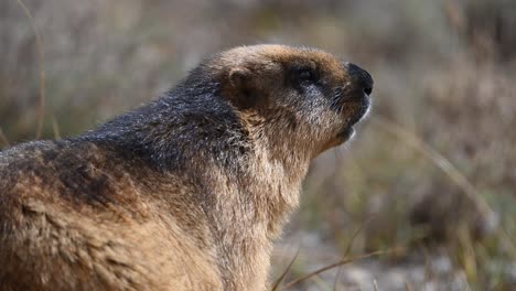 closeup of  long-tailed marmot or golden marmot