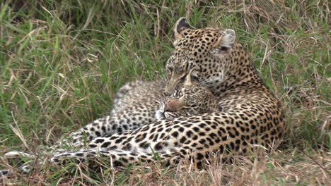 una leopardo hembra cuidando afectuosamente a su cachorro