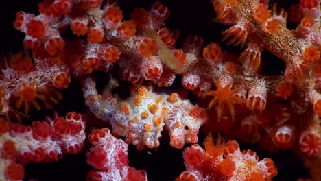 hippocampus bargibanti pygmy seahorse lembeh 4k 25fps