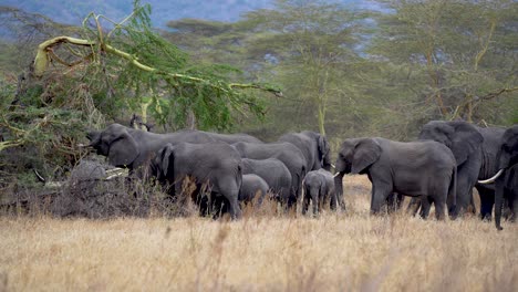 非洲大象在坦桑尼亞的恩戈朗戈羅石坑保護區 (ngorongoro crater preserve) 食植物,手持的廣<unk>穩定拍攝