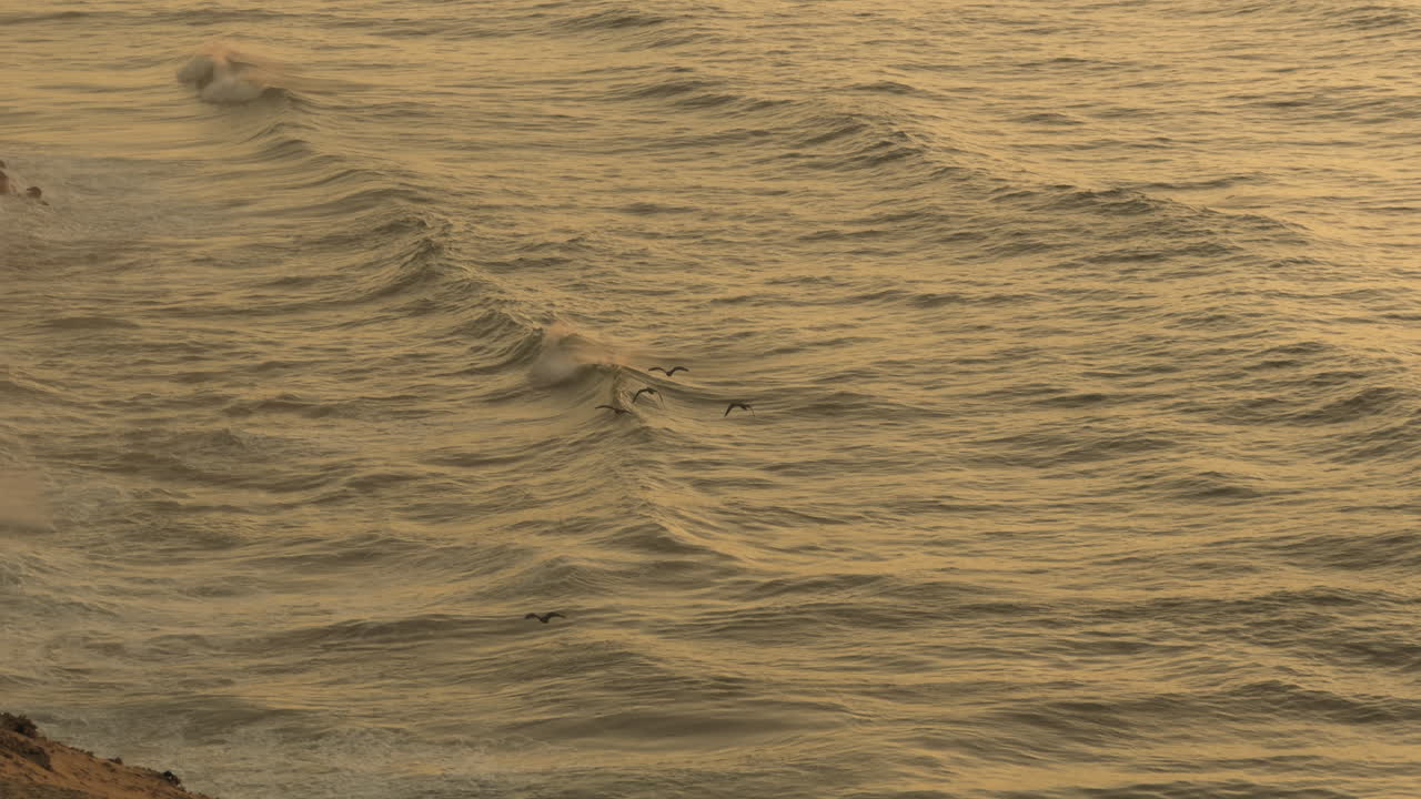 Golden Hour Coastal Waves with Birds