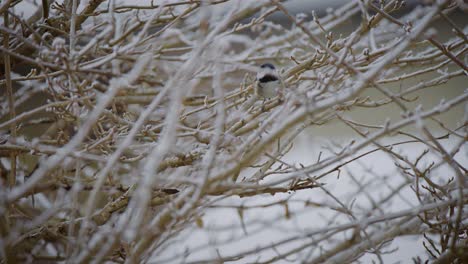 Primer-Plano-De-Un-Pequeño-Pájaro-Capturado-En-Un-árbol-En-Invierno-En-Cámara-Lenta