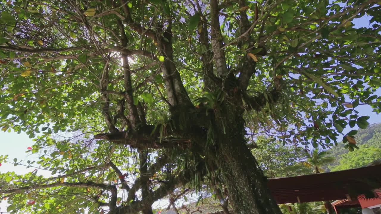 First person view on a tree with glimpses of sun rays and then a beautiful beach is revealed and family resting. Fortaleza, Brazil