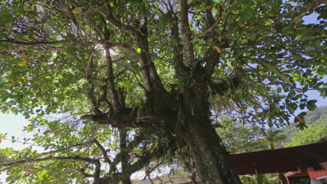 first person view on a tree with glimpses of sun rays and then a beautiful beach is revealed and family resting. fortaleza, brazil