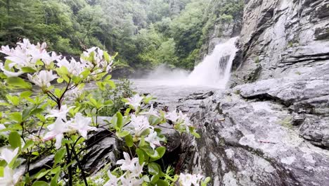 Linville-Falls-with-azalea-in-foreground