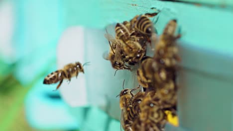 bees working at entrance of hive. close up of bees creep out from beehive entrance
