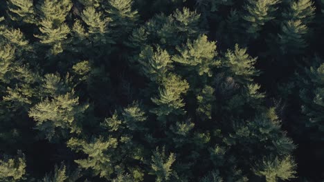 abundant trees in wharton state forest near atsion lake at dusk in new jersey pine barrens