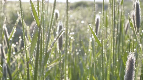 Tall-green-grass-in-morning-dew-against-sunrise