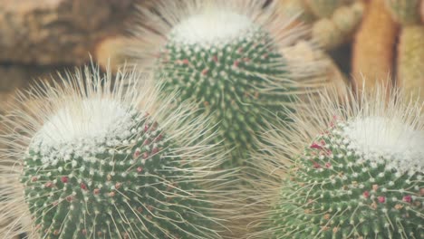 cactus in a greenhouse on a decorated stone flowerbed view from the top cactus in a greenhouse on a decorated stone flowerbed view from the top a cactus with spiky fluffy spines