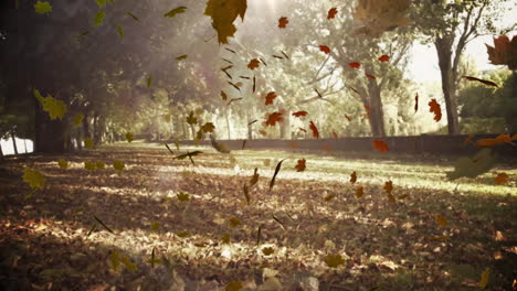 animation of fall leaves over park with trees in row