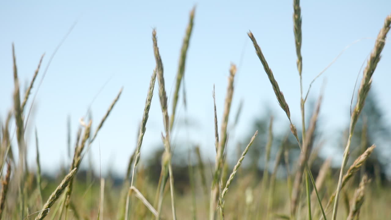 Slow-motion footage of grass gently swaying in the breeze, capturing nature’s peaceful rhythm