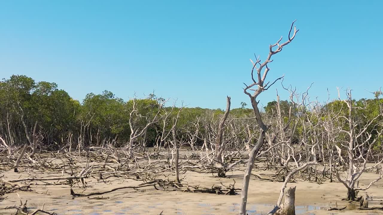 Drone footage showcasing dry, leafless mangrove trees against a clear blue sky.