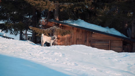 Un-Perro-Guardián-Camina-Sobre-La-Nieve-Cerca-De-Una-Pequeña-Casa-De-Madera