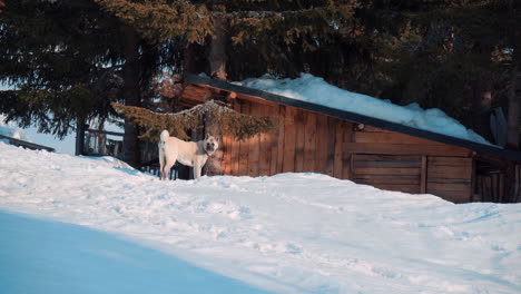 a guard dog walks on the snow near a small wooden house
