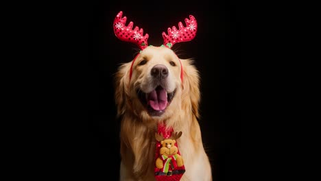 portrait of golden retriever wearing red deer antlers and tie on black background. close-up of gold labrador breathing with tongue out. shooting domestic animal posing in christmas costume