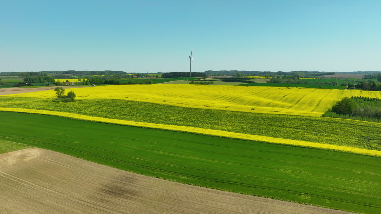 Aerial of a vibrant rapeseed field, stretching into the distance under a clear blue sky