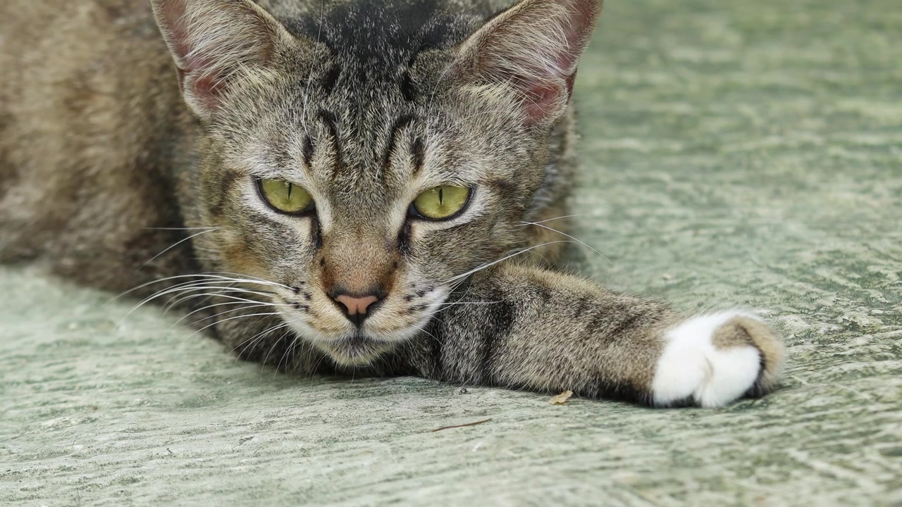 Primer plano de un gato relajándose durante el día