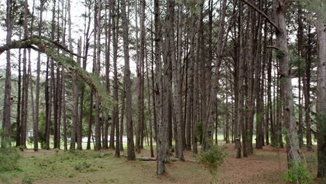 Cinematic-crane-down-movement-with-a-drone-trough-the-trees-in-the-pine-woods-forest-unveiling-the-wonderful-scenery