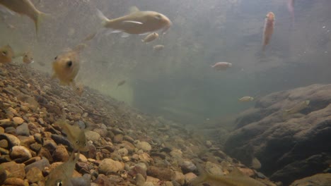 Der-Kaeng-Krachan-Nationalpark-Ist-Die-Heimat-Vieler-Fantastischer-Wildtiere-Und-Die-Bäche-Sind-Eine-Lebensquelle-Für-Frisches-Wasser,-Das-Tiere-Trinken-Und-Fische-Herumschwimmen-Können