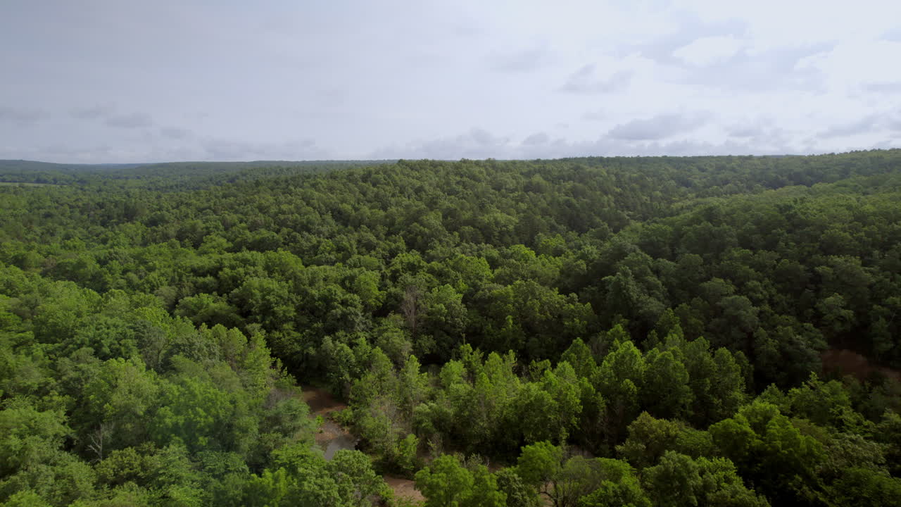 empujar hacia adelante sobre un exuberante bosque verde en el sur de missouri en un bonito día de verano