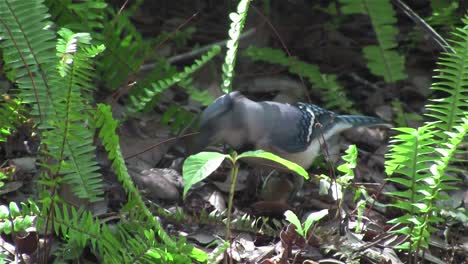 a blue jay forages on the forest floor