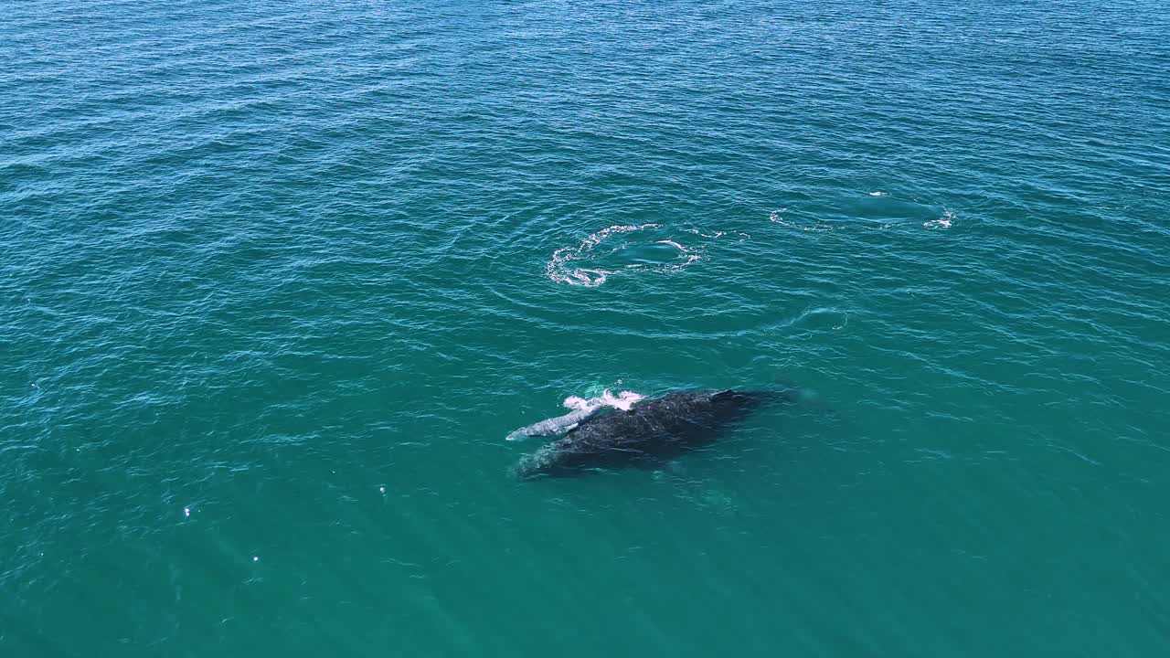 Male escort whale protecting a new born calf whale and its mother while swimming during the annual migration season. Aerial view